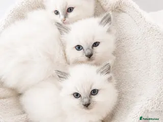 Ragdoll cats for sale: Beautiful Ragdoll Kittens – 3 Females & 2 Males - Advert 2