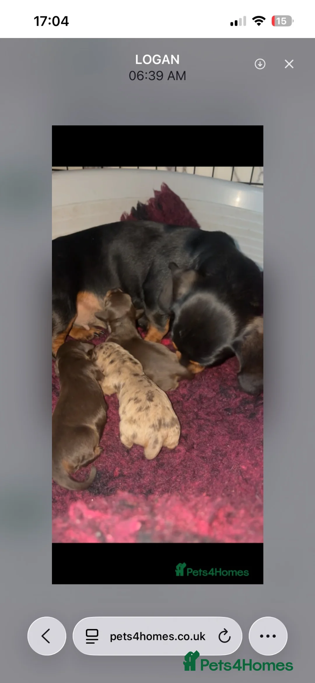 Miniature Dachshund dogs for stud: Kc reg miniature Chocolate dapple stud in Glasgow - Advert 2