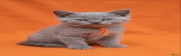 British Shorthair cats for sale: Pure Lilac BSH kittens available  - Advert 5
