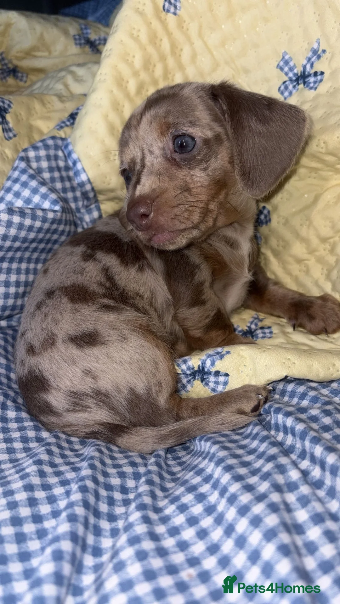 Miniature Dachshund dogs for sale: Miniature dachshund puppies  - Advert 2