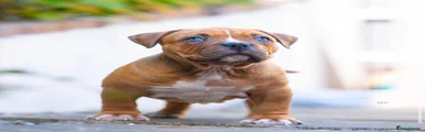 American Bully 2