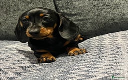 Miniature Dachshund dogs for sale: Fully vaccinated and ready TO GO,kc reg pra clear in Warrington - Image 10