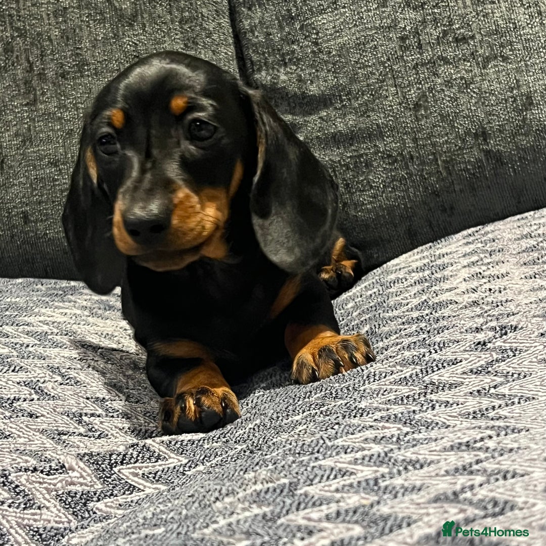 Miniature Dachshund dogs for sale: Fully vaccinated and ready TO GO,kc reg pra clear in Warrington - Image 10