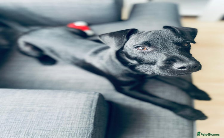 Patterdale Terrier dogs - Advert 3