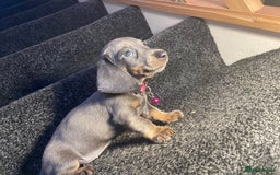 Dachshund dogs for sale: 5 beautiful miniature short haired dachshunds - Image 16