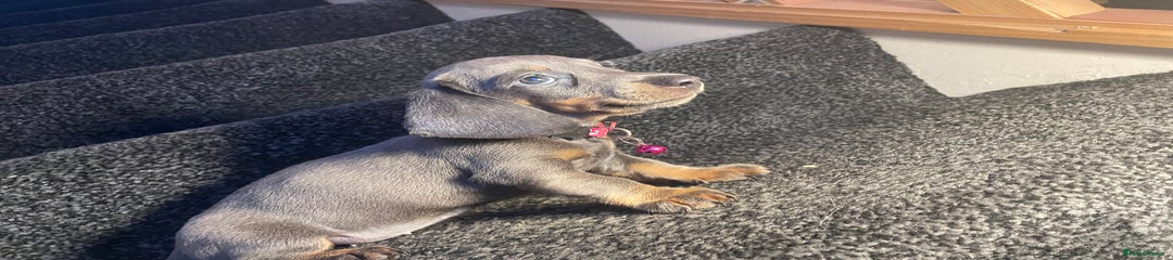 Dachshund Puppy 4