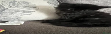 Black and grey male 
