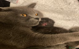 British Shorthair cats for sale: Stunning Pedigree British Shorthair Kittens in Portsmouth - Image 4