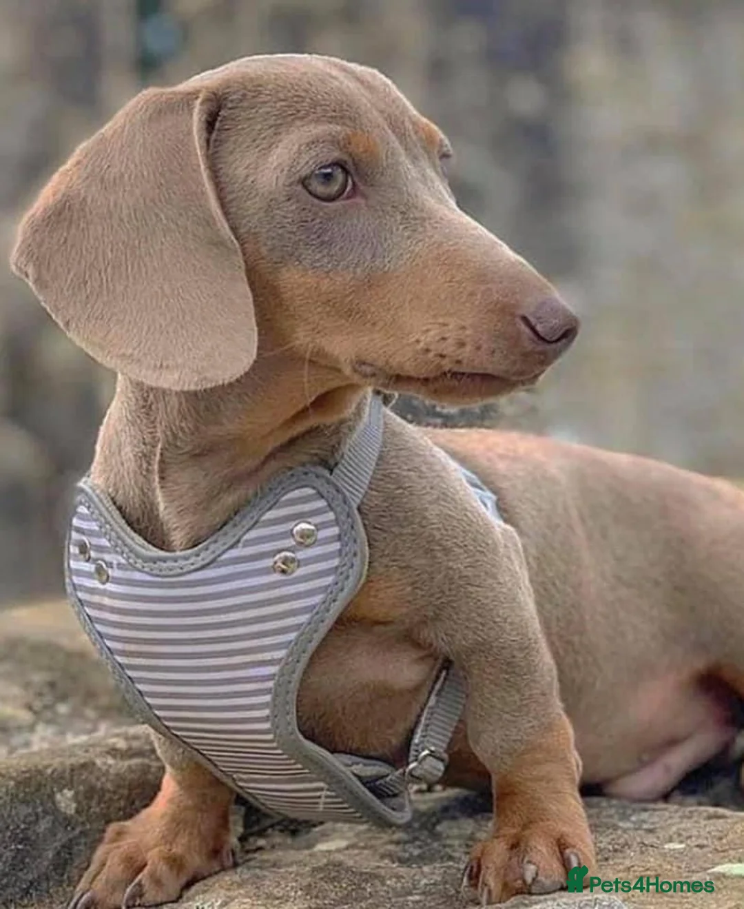 Miniature Dachshund dogs for stud: ISABELLA AND TAN MINIATURE DACHSHUND  in Sunderland - Advert 5