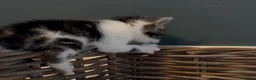 Mixed Breed cats for sale: Kittens - Advert 27