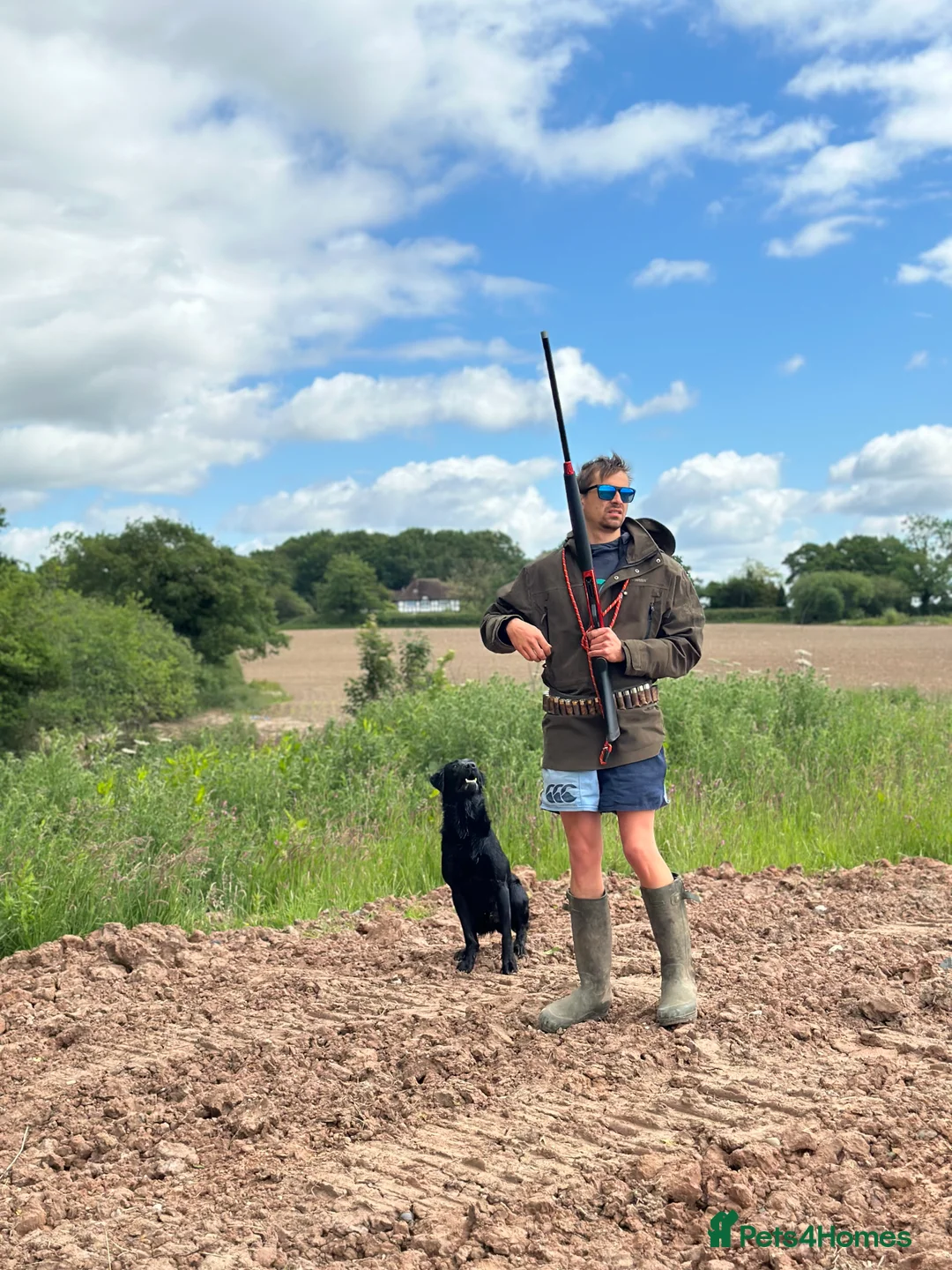 Labrador Retriever dogs for stud: Black Labrador Stud - Fox red x Black bloodline - Advert 2