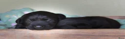 Labrador Retriever dogs for sale: Labrador - Advert 4
