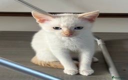 Mixed Breed cats for sale: Gorgeous white kittens READY NOW in Stoke-on-Trent - Image 4