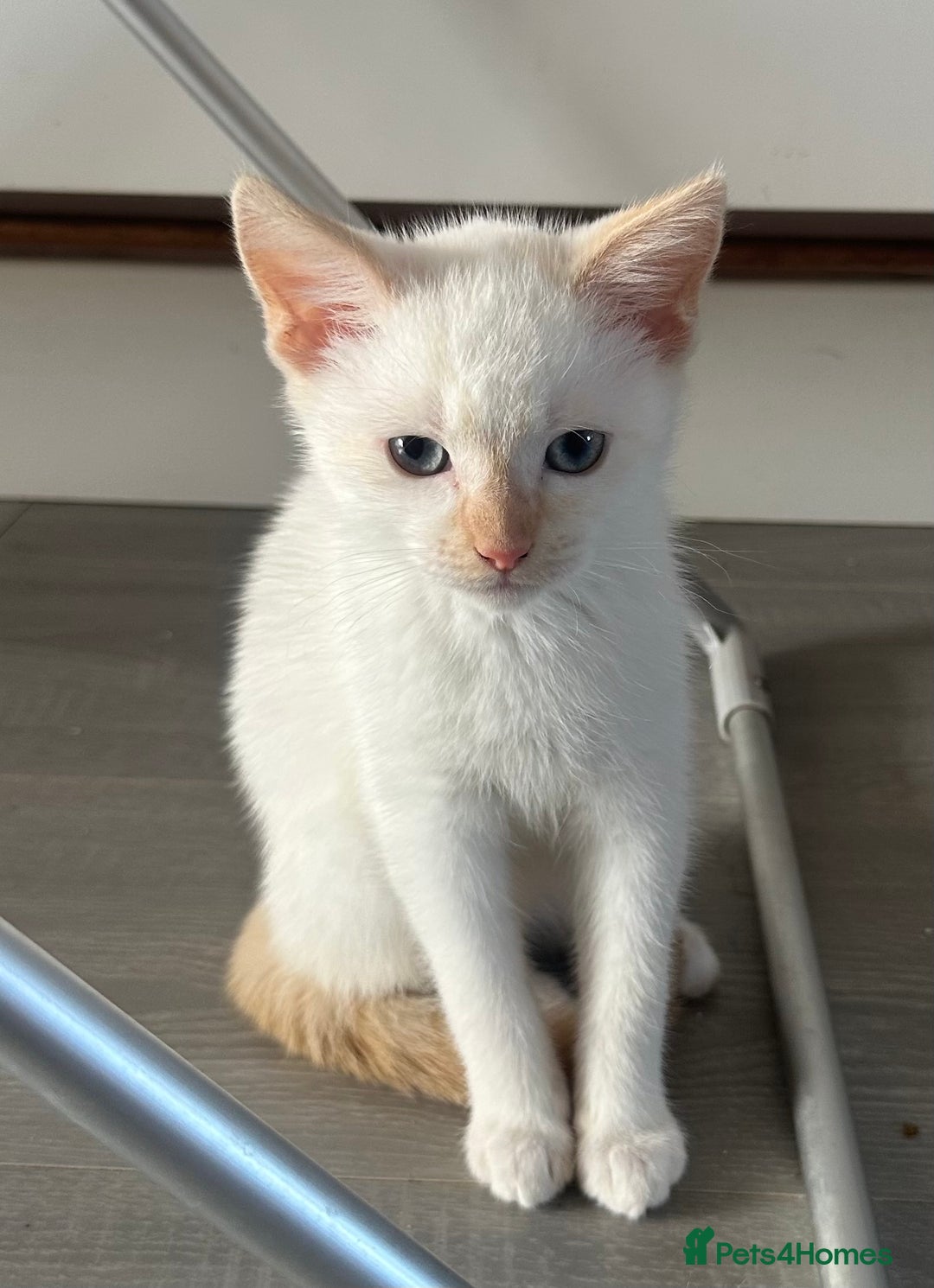 Mixed Breed cats for sale: Gorgeous white kittens READY NOW in Stoke-on-Trent - Image 4