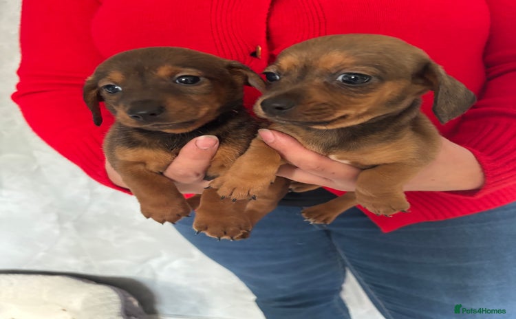 Mixed Breed dogs - Advert 15