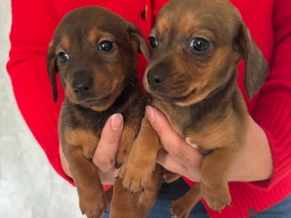 Mixed Breed dogs - Advert 2