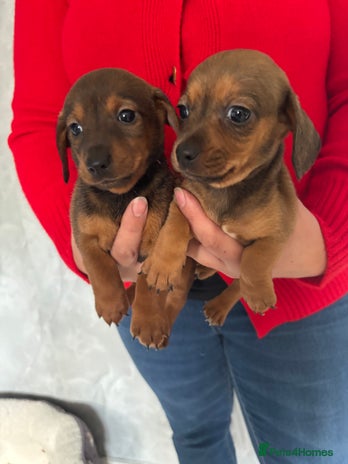 Mixed Breed dogs - Advert 2