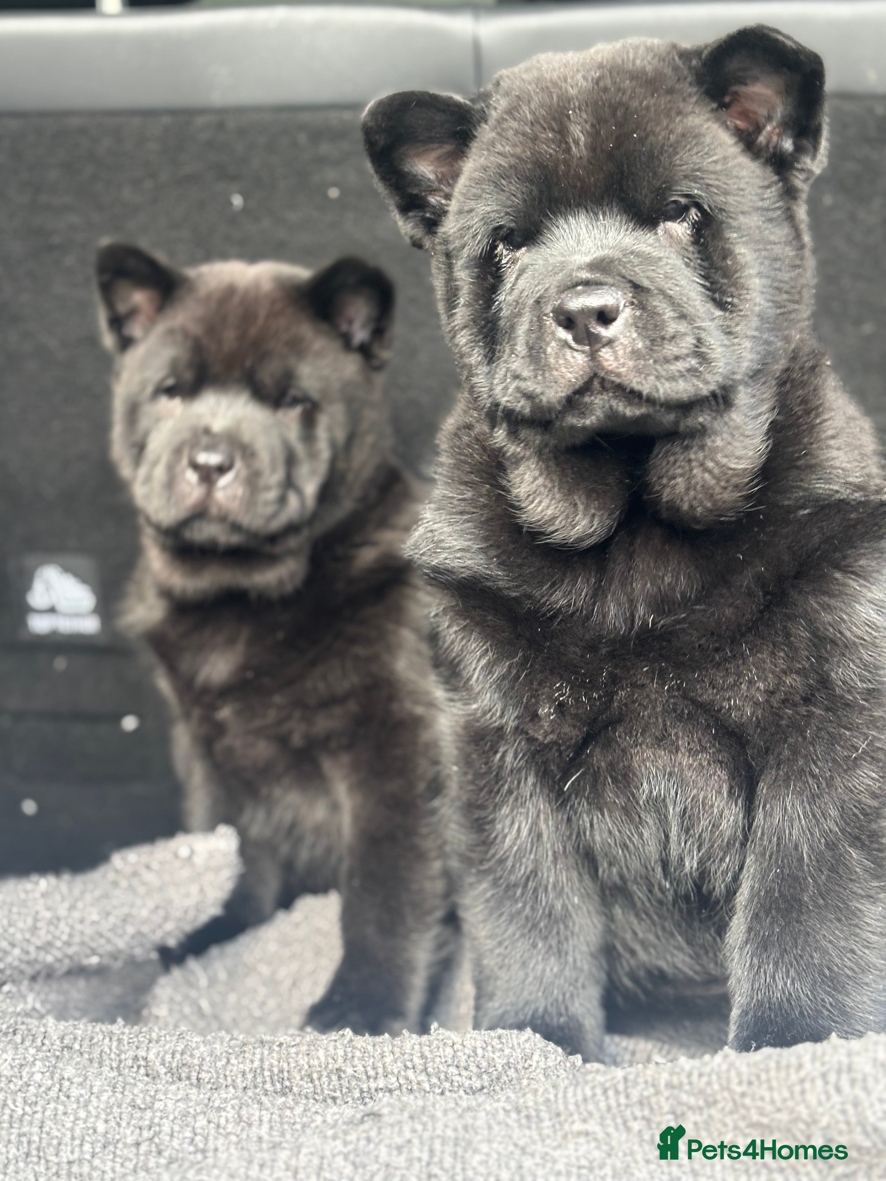 Chow Chow dogs Chow chow pups SMOOTH and FlUFFY coats  - Advert 1