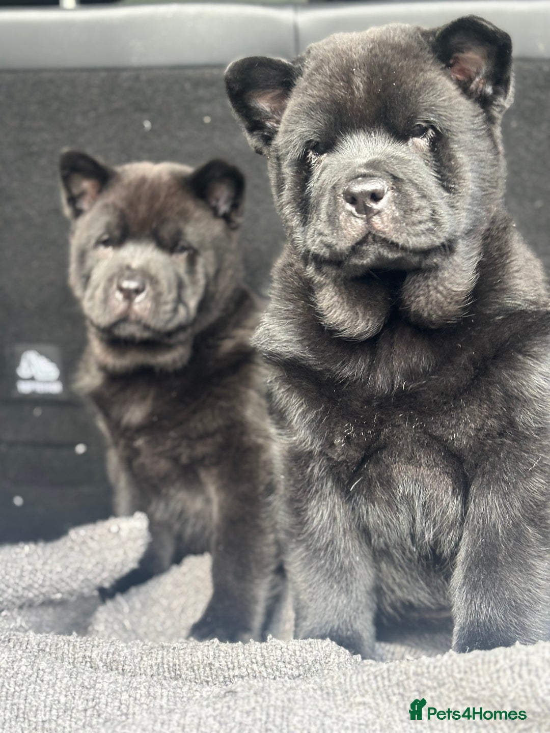 Chow Chow dogs for sale: REDUCED PRICE Chow chow pups mixed  coats  - Advert 1