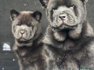 Chow Chow dogs Chow chow pups SMOOTH and FlUFFY coats - Advert 1