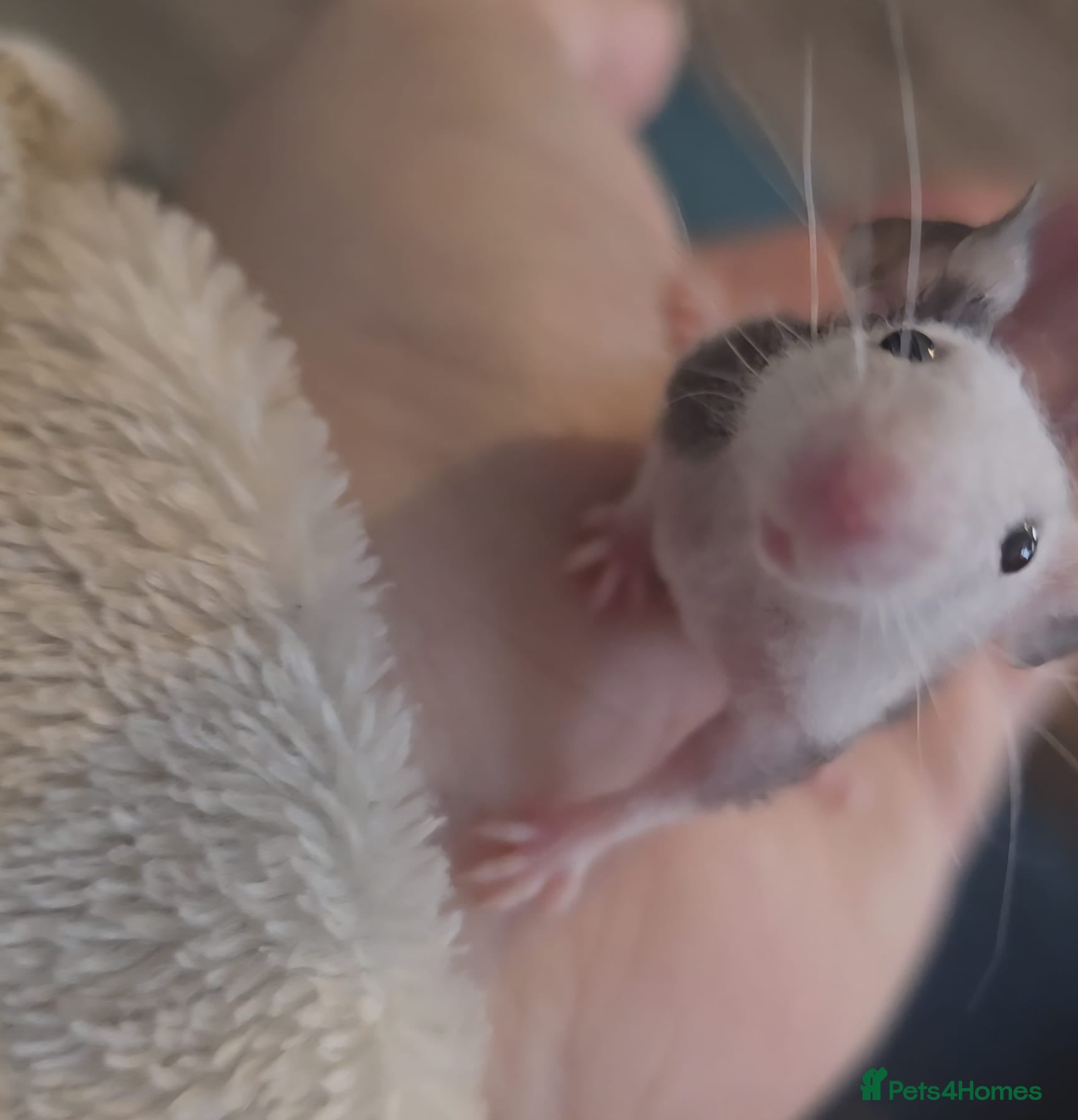 Mouse rodents 2 female fuzzy Fancy mice - Advert 14