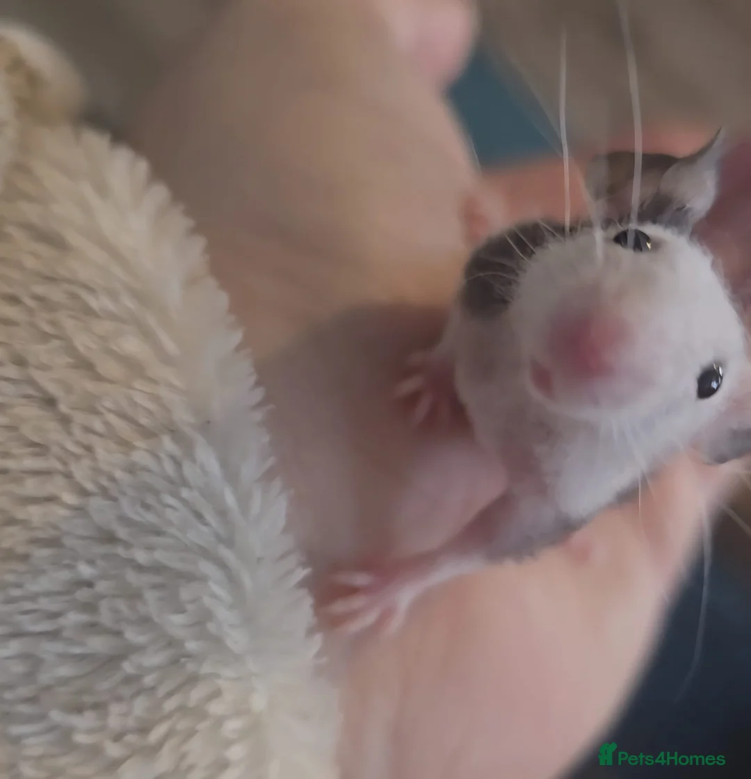 Mouse rodents for sale: 2 female fuzzy Fancy mice - Advert 1