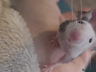 Mouse rodents 2 female fuzzy Fancy mice - Advert 14