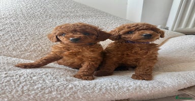 Toy Poodle dogs - Advert 6