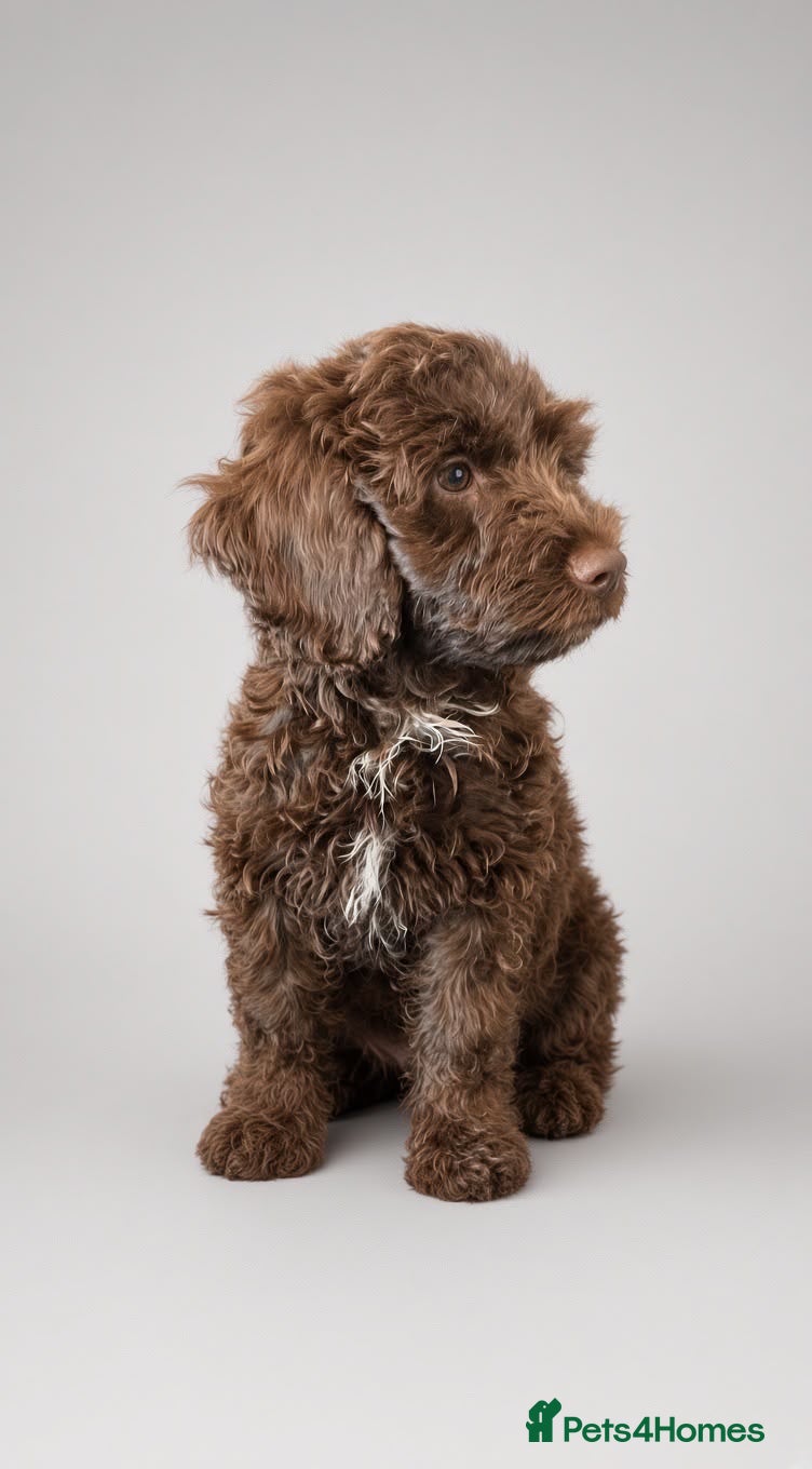 Mixed Breed dogs Our beautiful litter of Double Doodle puppies —  - Advert 16