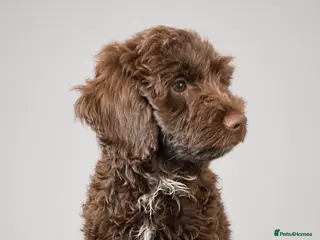 Mixed Breed dogs Our beautiful litter of Double Doodle puppies — - Advert 6