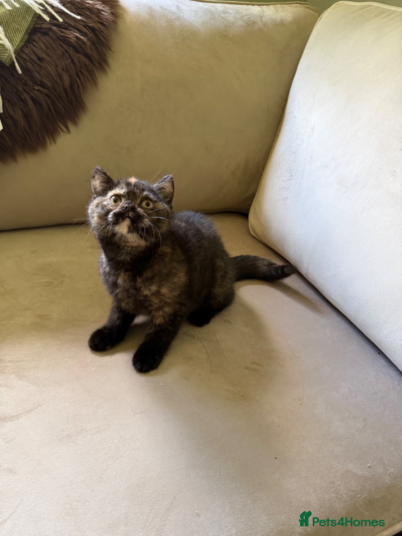 British Shorthair cats Black tortie Tica Reg British shorthair  - Advert 2