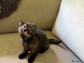 British Shorthair cats Black tortie Tica Reg British shorthair - Advert 1