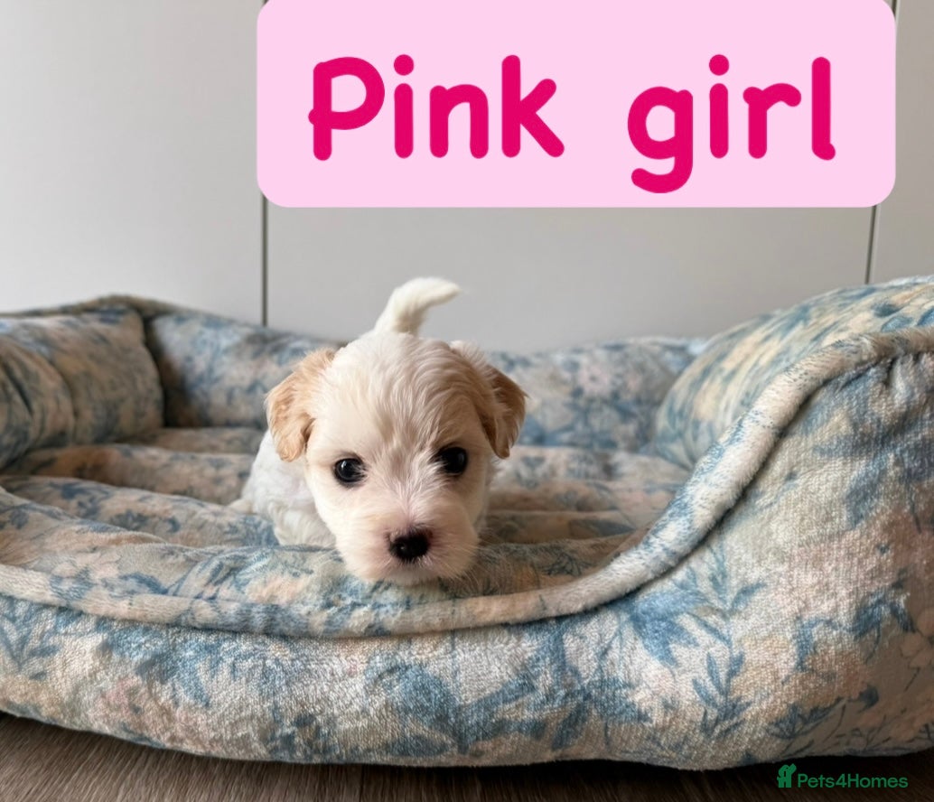 Coton De Tulear dogs KC Reg Health Tested Coton de Tuléar Puppies - Advert 2