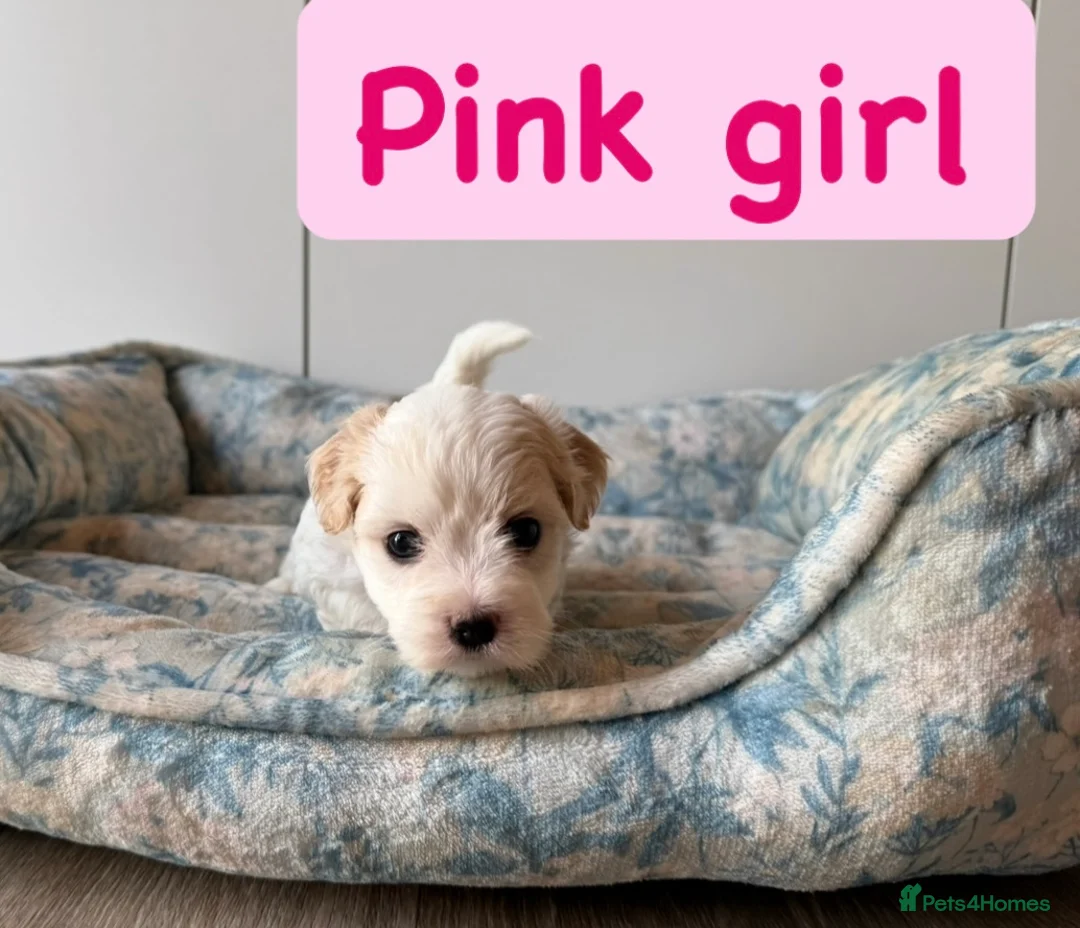 Coton De Tulear dogs for sale: KC Reg Health Tested Coton de Tuléar Puppies in Stafford - Advert 2