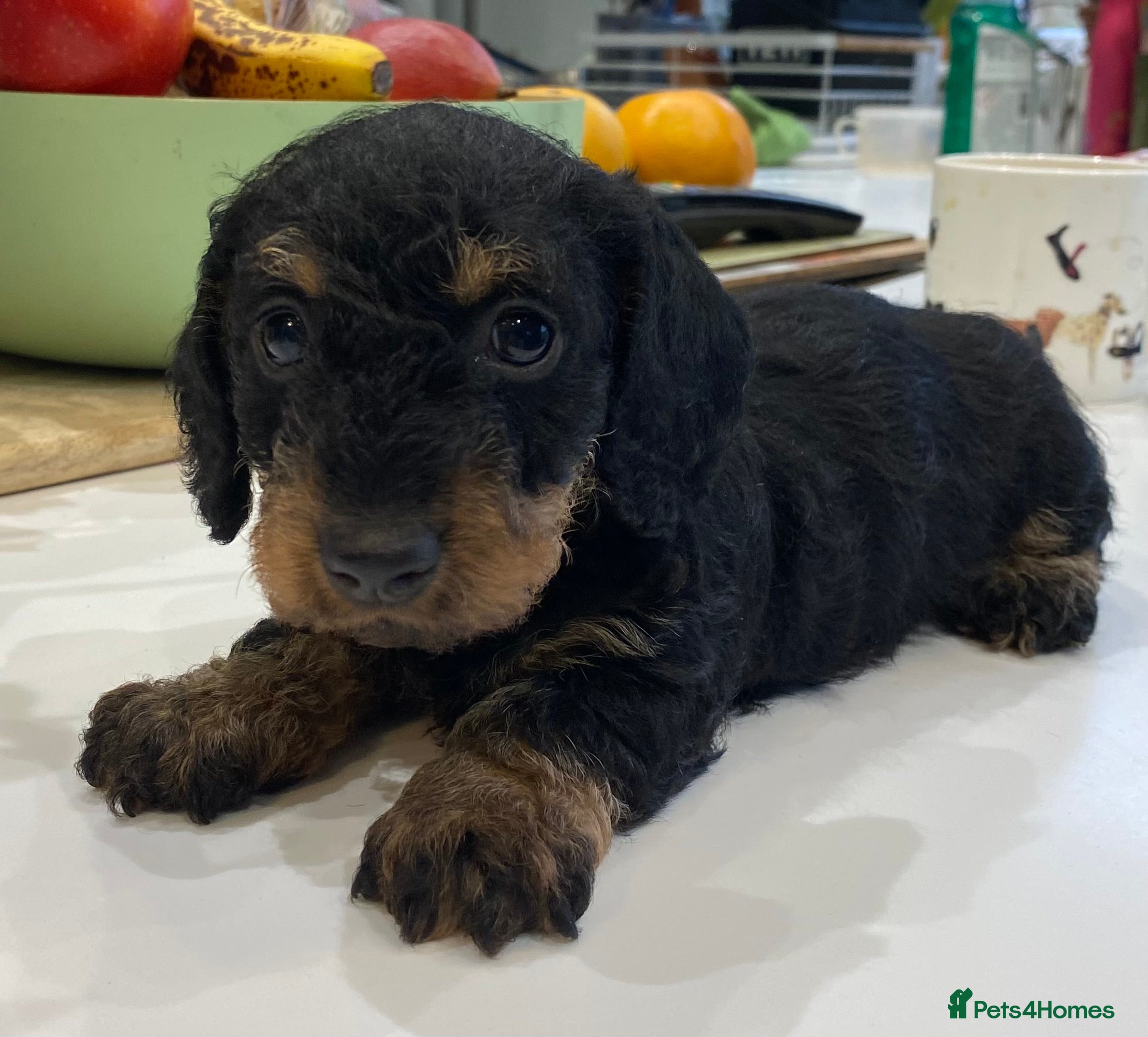 Miniature Dachshund dogs Miniature Wire-Haired Dachshund ready 18 March   in Llandovery - Advert 3