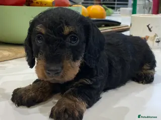 Miniature Dachshund dogs Miniature Wire-Haired Dachshund ready 18 March in Llandovery - Advert 3