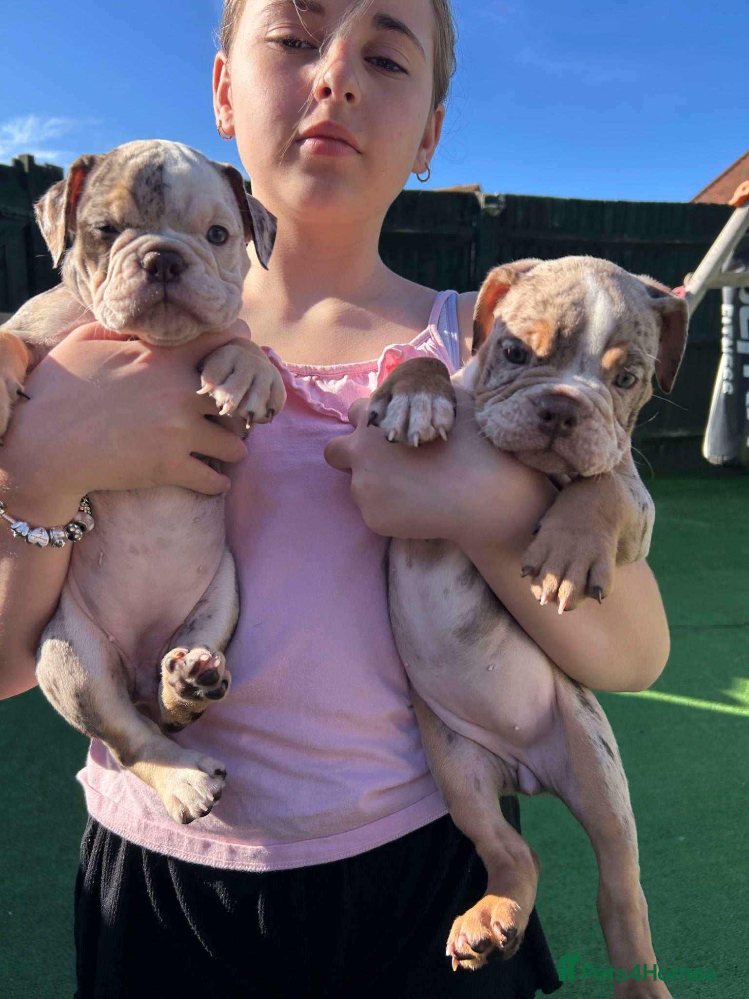 Dorset Olde Tyme Bulldogge dogs OLDE ENGLISH BULLDOG READY TO LEAVE  - Advert 1