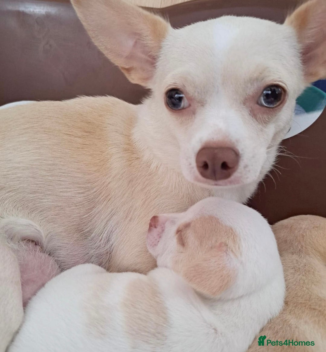 Chihuahua dogs for sale: Beautiful Chihuahua pups - Advert 2