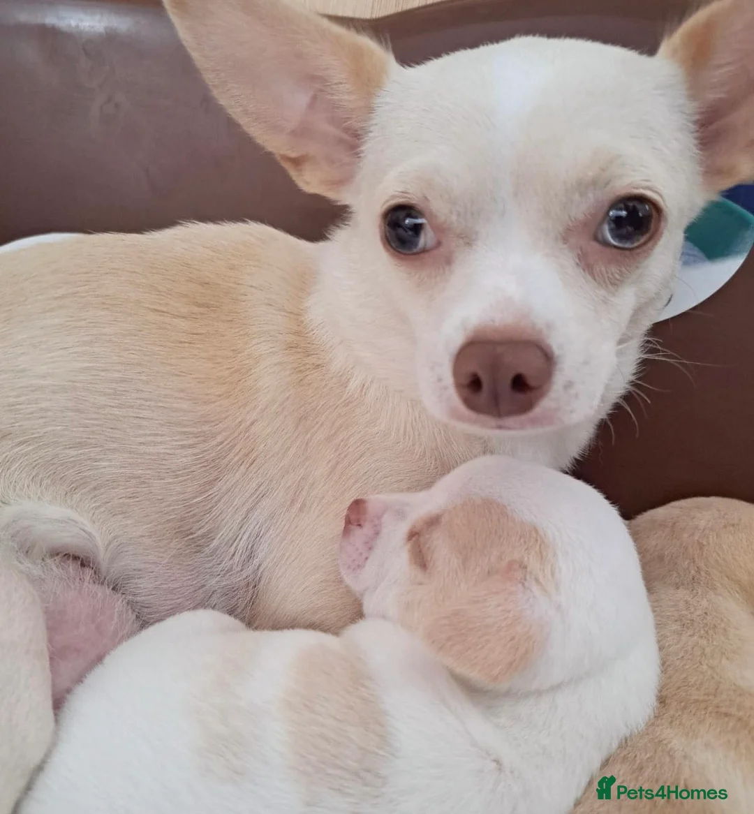Chihuahua dogs for sale: Beautiful Chihuahua pups 1 Boy left  - Advert 10