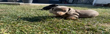 Miniature Dachshund 4