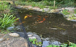 Koi Carp fish for sale: Koi carp and other breeds of fish  - Image 4