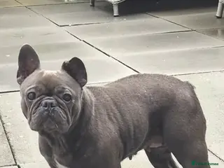 French Bulldog dogs French bulldog Lola - Advert 10