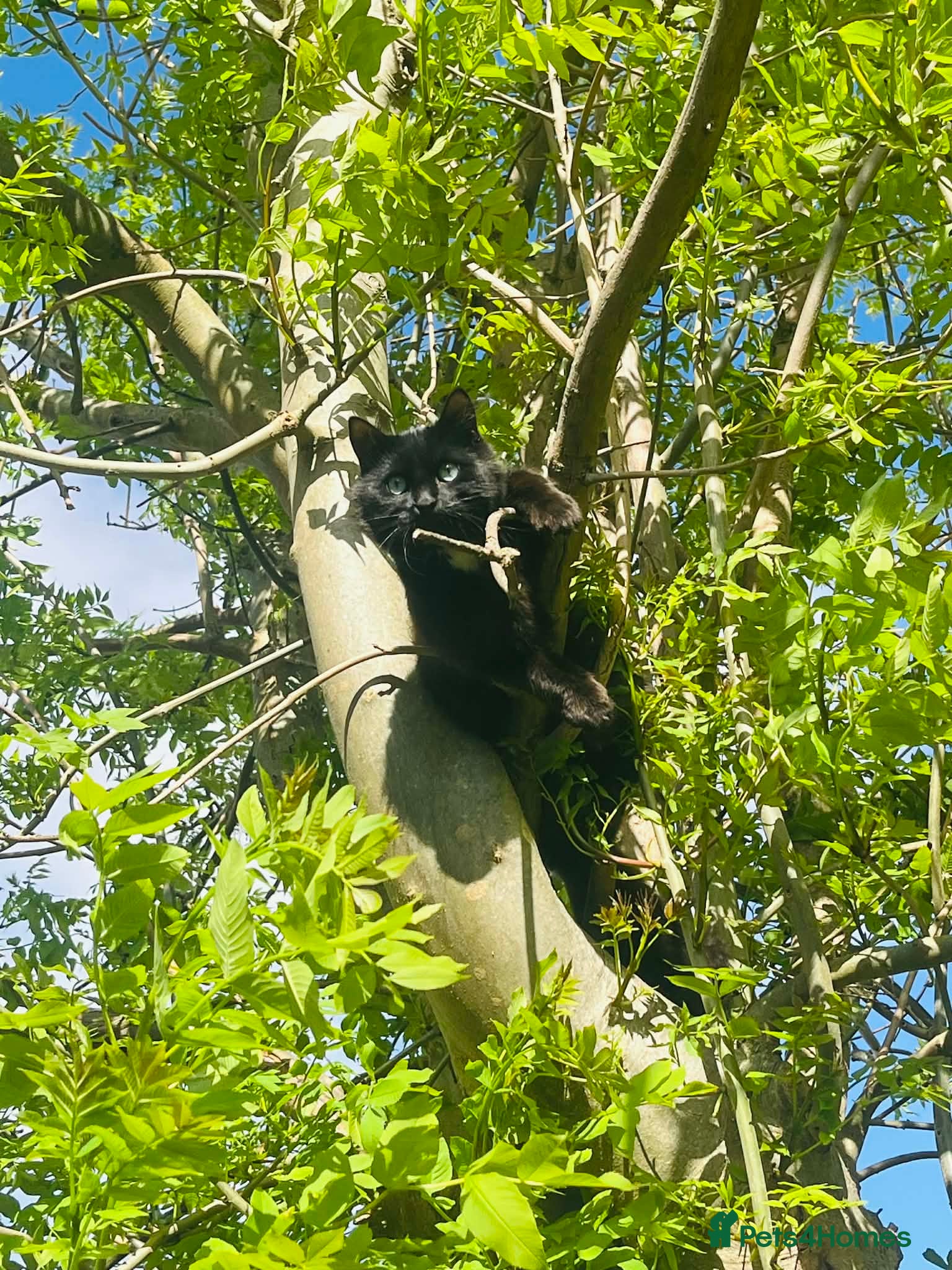 British Longhair cats Male cat - Advert 1