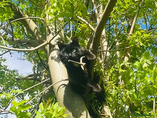 British Longhair cats Male cat - Advert 6