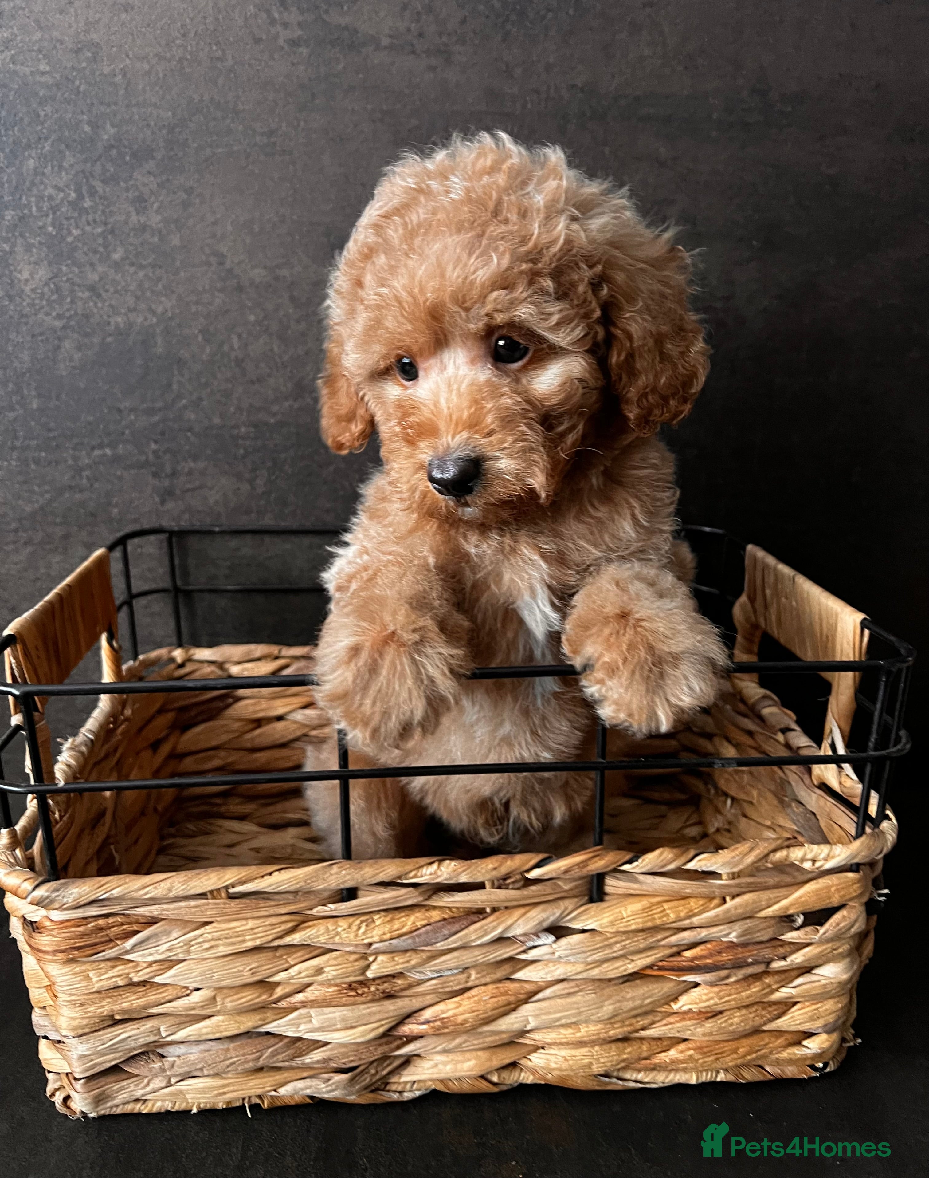 Toy Poodle dogs 🐾 Gorgeous Poodle ready for a new home 🐾 - Advert 14
