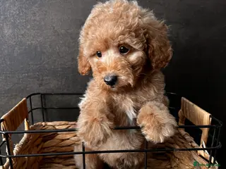 Toy Poodle dogs 🐾 Gorgeous Poodle ready for a new home 🐾 - Advert 14