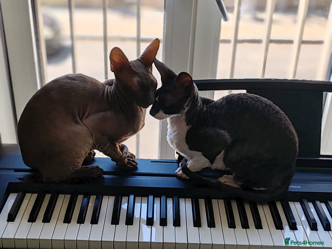 Cornish Rex cats for sale: Selling our beautiful Cornish Rex brothers - Image 13