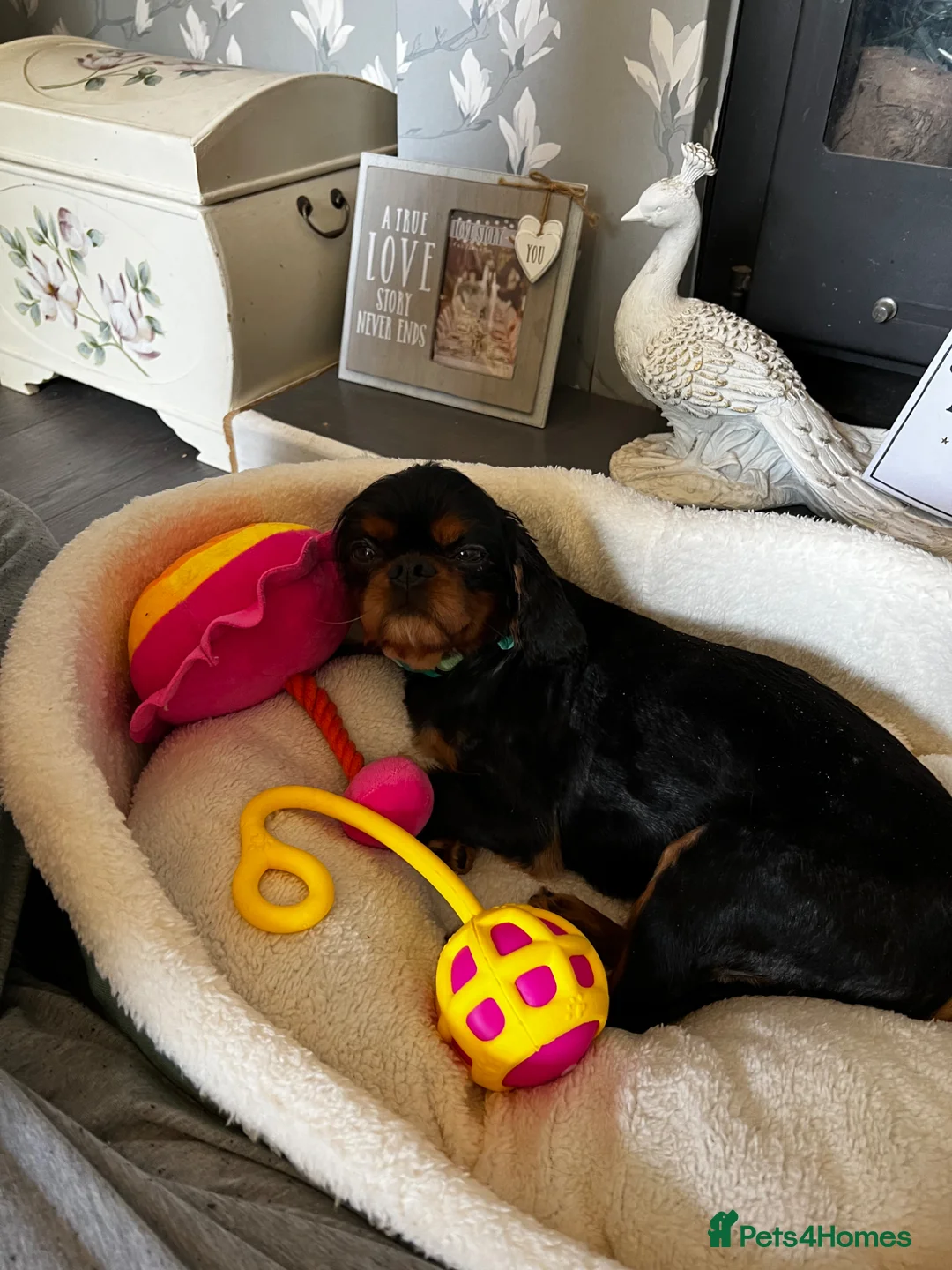 Cavalier King Charles Spaniel dogs for sale: 3 King Charles for sale  - Advert 9