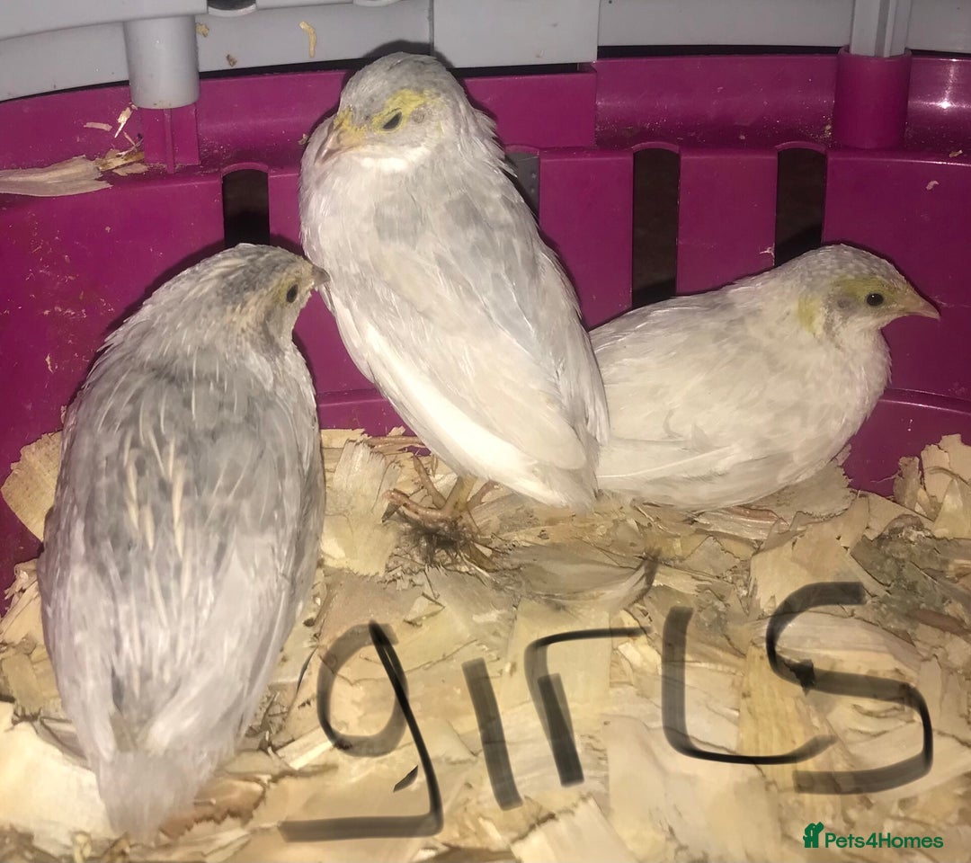 Quail poultry for sale: SEXED CHINESE PAINTED BUTTON QUAILS ! - Advert 1