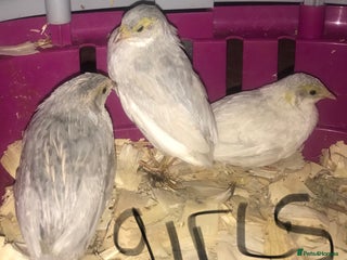 Quail poultry SEXED CHINESE PAINTED BUTTON QUAILS ! - Advert 1